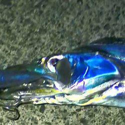 焼津港ワインドで太刀魚釣れました